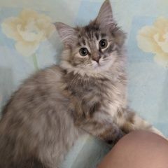 Подробнее об объявлении «Пропала кошка кошечка Реутов» Фото: пропала кошка  «Пропала кошка кошечка Реутов» в г. Реутов