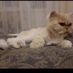 Подробнее об объявлении «Пропал кот Ликино-Дулево» Фото: пропала кошка Персидская «Пропал кот Ликино-Дулево» в г. Ликино-Дулево