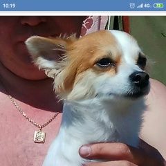 Подробнее об объявлении «Пропал кот Магнитогорск» Фото: пропала кошка  «Пропал кот Магнитогорск» в г. Магнитогорск