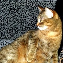 Подробнее об объявлении «Новосибирск Пропала кошка sos» Фото: пропала кошка  «Новосибирск Пропала кошка sos» в г. Новосибирск