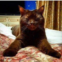 Подробнее об объявлении «Жуковский Пропал кот помогите» Фото: пропала кошка Скоттиш страйт (шотландская прямоухая) «Жуковский Пропал кот помогите» в г. Жуковский