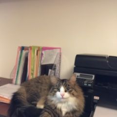 Подробнее об объявлении «Пропал кот мо, село троицкое Мытищи» Фото: пропала кошка  «Пропал кот мо, село троицкое Мытищи» в г. Мытищи