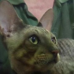 Подробнее об объявлении «Пропал кот корниш-рекс Краснодар» Фото: пропала кошка Корниш-рекс «Пропал кот корниш-рекс Краснодар» в г. Краснодар
