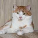 Подробнее об объявлении «Минусинск Пропал кот» Фото: пропала кошка  «Минусинск Пропал кот» в г. Минусинск