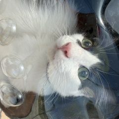 ����: ������� �����  ������ ������ ��� ���������� �������������� � �. �����