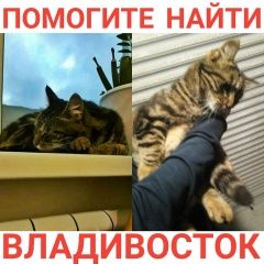 Подробнее об объявлении «Владивосток Пропала кошка г.» Фото: пропала кошка  «Владивосток Пропала кошка г.» в г. Владивосток