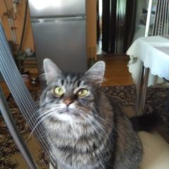 Подробнее об объявлении «Пропала кошка зовут моника Новороссийск» Фото: пропала кошка  «Пропала кошка зовут моника Новороссийск» в г. Новороссийск