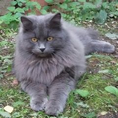 Подробнее об объявлении «Пропала кошка Энгельс» Фото: пропала кошка Сибирская «Пропала кошка Энгельс» в г. Энгельс
