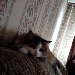 Подробнее об объявлении «Пропала кошка Челябинск» Фото: пропала кошка  «Пропала кошка Челябинск» в г. Челябинск