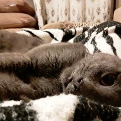 Подробнее об объявлении «Пропал кот любииый кот. Самара» Фото: пропала кошка  «Пропал кот любииый кот. Самара» в г. Самара