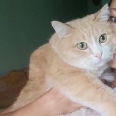 Подробнее об объявлении «Геленджик Пропал кот тимоша, рыжий» Фото: пропала кошка  «Геленджик Пропал кот тимоша, рыжий» в г. Геленджик