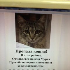 Подробнее об объявлении «Пропала кошка Астрахань» Фото: пропала кошка  «Пропала кошка Астрахань» в г. Астрахань
