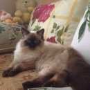 Подробнее об объявлении «Химки Пропал кот» Фото: пропала кошка  «Химки Пропал кот» в г. Химки