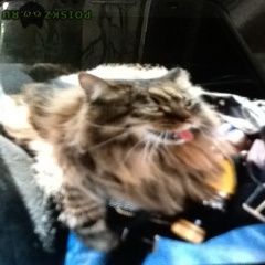 Подробнее об объявлении «Икша Пропал кот» Фото: пропала кошка  «Икша Пропал кот» в г. Икша