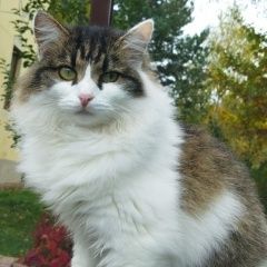Подробнее об объявлении «Одинцово Пропала кошка в снт, дер.семенково» Фото: пропала кошка  «Одинцово Пропала кошка в снт, дер.семенково» в г. Одинцово