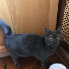 Подробнее об объявлении «Мытищи Пропала кошка» Фото: пропала кошка  «Мытищи Пропала кошка» в г. Мытищи
