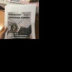 Подробнее об объявлении «Пропала кошка Кострома» Фото: пропала кошка  «Пропала кошка Кострома» в г. Кострома