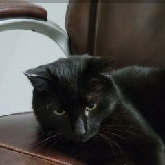 Подробнее об объявлении «Пропал кот Алушта» Фото: пропала кошка  «Пропал кот Алушта» в г. Алушта