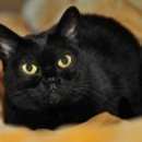 Подробнее об объявлении «Пропала кошка Верхняя Пышма» Фото: пропала кошка  «Пропала кошка Верхняя Пышма» в г. Верхняя Пышма