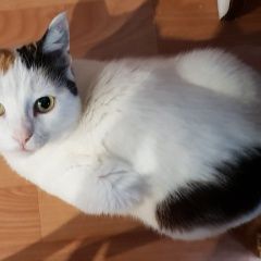 Подробнее об объявлении «Пропала кошка Зольное» Фото: пропала кошка  «Пропала кошка Зольное» в г. Зольное
