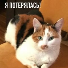 Подробнее об объявлении «Пропала кошка помогите найти Балашиха» Фото: пропала кошка  «Пропала кошка помогите найти Балашиха» в г. Балашиха
