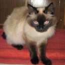 Подробнее об объявлении «Омск Пропал кот помогите тимофею вернуться домой» Фото: пропала кошка Сиамская «Омск Пропал кот помогите тимофею вернуться домой» в г. Омск