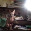 Подробнее об объявлении «Ангарск Пропал кот.» Фото: пропала кошка Корниш-рекс «Ангарск Пропал кот.» в г. Ангарск