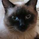 Подробнее об объявлении «Москва Пропал кот трехлапый» Фото: пропала кошка  «Москва Пропал кот трехлапый» в г. Москва