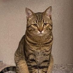 Подробнее об объявлении «Пропал кот. семен ул. декабрис Казань» Фото: пропала кошка  «Пропал кот. семен ул. декабрис Казань» в г. Казань
