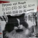 Подробнее об объявлении «Пропал кот город, черно-белый кот миш Москва» Фото: пропала кошка  «Пропал кот город, черно-белый кот миш Москва» в г. Москва