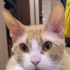 Подробнее об объявлении «Пропал кот сёма Анапа» Фото: пропала кошка Сфинкс «Пропал кот сёма Анапа» в г. Анапа