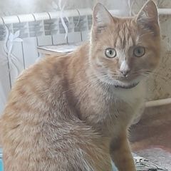 Подробнее об объявлении «Пропала кошка молодая рыженькая кошечка кличка фрося Боровск» Фото: пропала кошка  «Пропала кошка молодая рыженькая кошечка кличка...» в г. Боровск