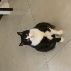 Подробнее об объявлении «Пропал кот Щелково» Фото: пропала кошка  «Пропал кот Щелково» в г. Щелково