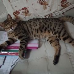 Подробнее об объявлении «Чехов Пропал кот бенгальский кот» Фото: пропала кошка Бенгальская кошка «Чехов Пропал кот бенгальский кот» в г. Чехов