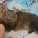 Подробнее об объявлении «Пропал кот Томск» Фото: пропала кошка  «Пропал кот Томск» в г. Томск