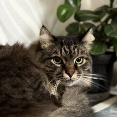 Подробнее об объявлении «Астрахань Пропал кот» Фото: пропала кошка  «Астрахань Пропал кот» в г. Астрахань