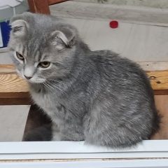 Подробнее об объявлении «Пропал кот нок 3.5мес. Таганрог» Фото: пропала кошка  «Пропал кот нок 3.5мес. Таганрог» в г. Таганрог