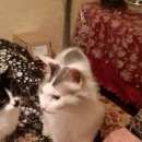 Подробнее об объявлении «Мытищи Пропал кот» Фото: пропала кошка Корниш-рекс «Мытищи Пропал кот» в г. Мытищи