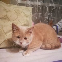 Подробнее об объявлении «Пропал кот Орша» Фото: пропала кошка  «Пропал кот Орша» в г. Орша