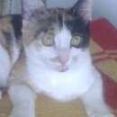 Подробнее об объявлении «Пропала кошка Оренбург» Фото: пропала кошка  «Пропала кошка Оренбург» в г. Оренбург