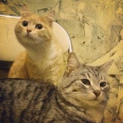 Подробнее об объявлении «Пропал кот после аварии убежали кот и кошка Москва» Фото: пропала кошка  «Пропал кот после аварии убежали кот и кошка Москва» в г. Москва