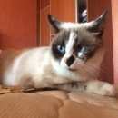 Подробнее об объявлении «Омск Пропала кошка» Фото: пропала кошка Сиамская «Омск Пропала кошка» в г. Омск