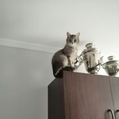 Подробнее об объявлении «Пропала кошка Троицк» Фото: пропала кошка  «Пропала кошка Троицк» в г. Троицк