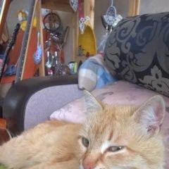 Подробнее об объявлении «Екатеринбург Пропал кот» Фото: пропала кошка  «Екатеринбург Пропал кот» в г. Екатеринбург