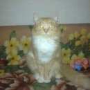 Подробнее об объявлении «Ангарск Пропал кот» Фото: пропала кошка  «Ангарск Пропал кот» в г. Ангарск