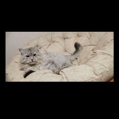 Подробнее об объявлении «Алексеевка (Белгородская обл.) Пропал кот. нашедшему вознаграждение.» Фото: пропала кошка  «Алексеевка (Белгородская обл.) Пропал кот....» в г. Алексеевка (Белгородская обл.)