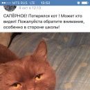 Подробнее об объявлении «Пропал кот помогите найти   Санкт-Петербург» Фото: пропала кошка Британская короткошерстная «Пропал кот помогите найти   Санкт-Петербург» в г. Санкт-Петербург