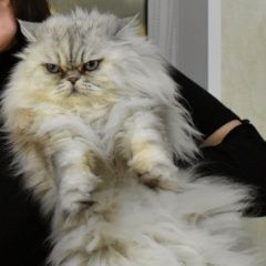 Подробнее об объявлении «Пропал кот белый персидский kот Щелково» Фото: пропала кошка Персидская «Пропал кот белый персидский kот Щелково» в г. Щелково