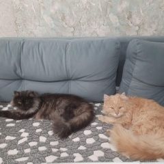 Подробнее об объявлении «Пропал кот Батайск» Фото: пропала кошка  «Пропал кот Батайск» в г. Батайск