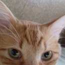 Подробнее об объявлении «Москва Пропал кот рыжий кот» Фото: пропала кошка  «Москва Пропал кот рыжий кот» в г. Москва